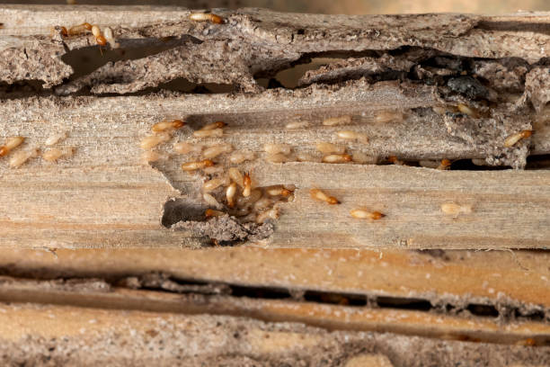 Best Residential Pest Control  in Lake City, AR