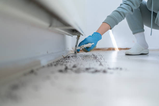 Best Affordable Pest Control Services  in Lake City, AR